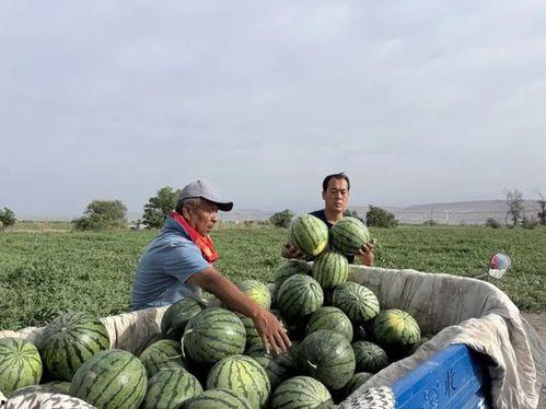 最美的吃瓜季节,尽享美味——最美吃瓜季节盛启 第2张 最美的吃瓜季节,尽享美味——最美吃瓜季节盛启 第2张